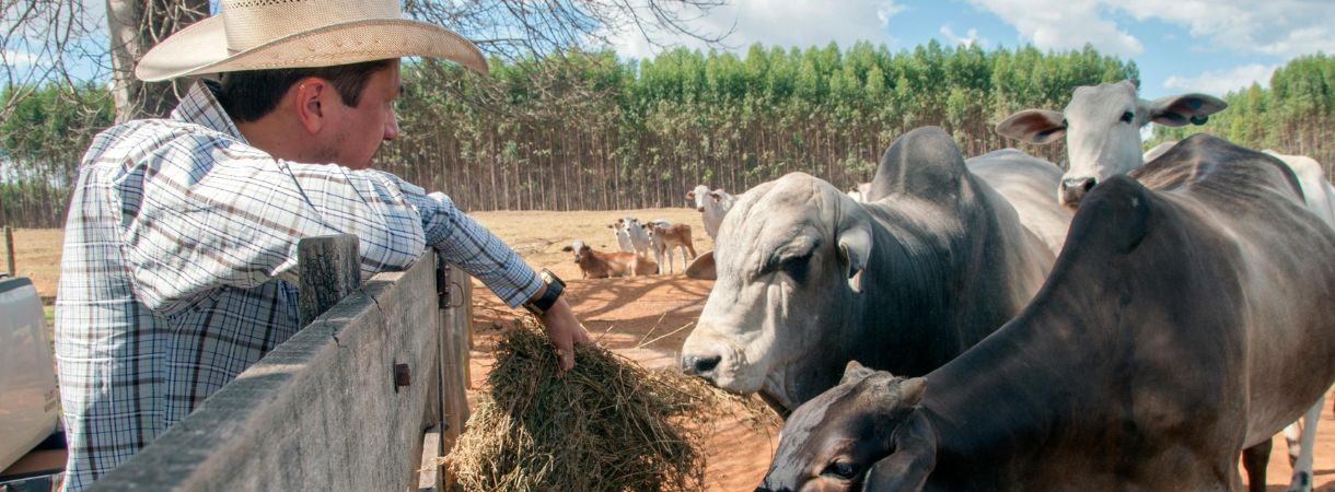 Cowboy or farmer with cattle on a farm, giving them hay.