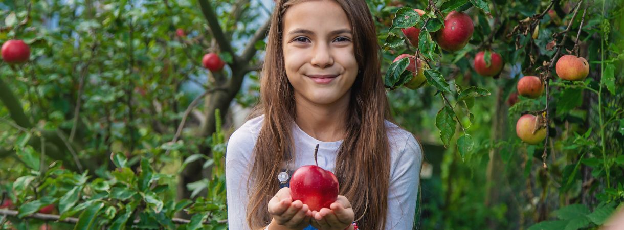 Girl holding an apple in her hands in an apple orchard.