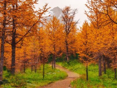 Appalachian Trail in the fall.