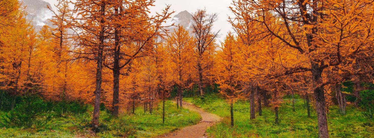 Appalachian Trail in the fall.