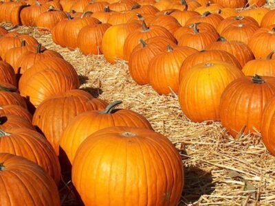 Pumpkin patch, picked pumpkins on hay.