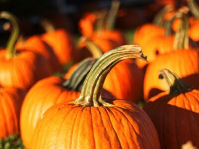 Orange pumpkins in a pumpkin patch.