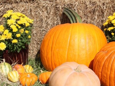 Pumpkins and gourds near hay bales