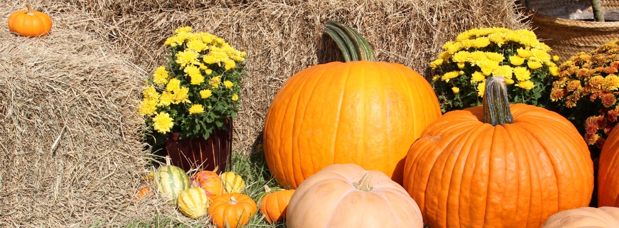 Pumpkins and gourds near hay bales