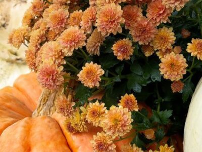 Pumpkins during harvest