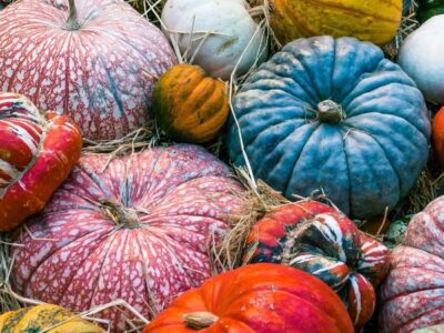 Pumpkins of many colors