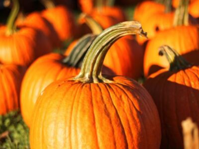 Pumpkins on the lawn