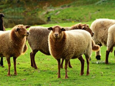 Sheep grazing in a green field by a pond.