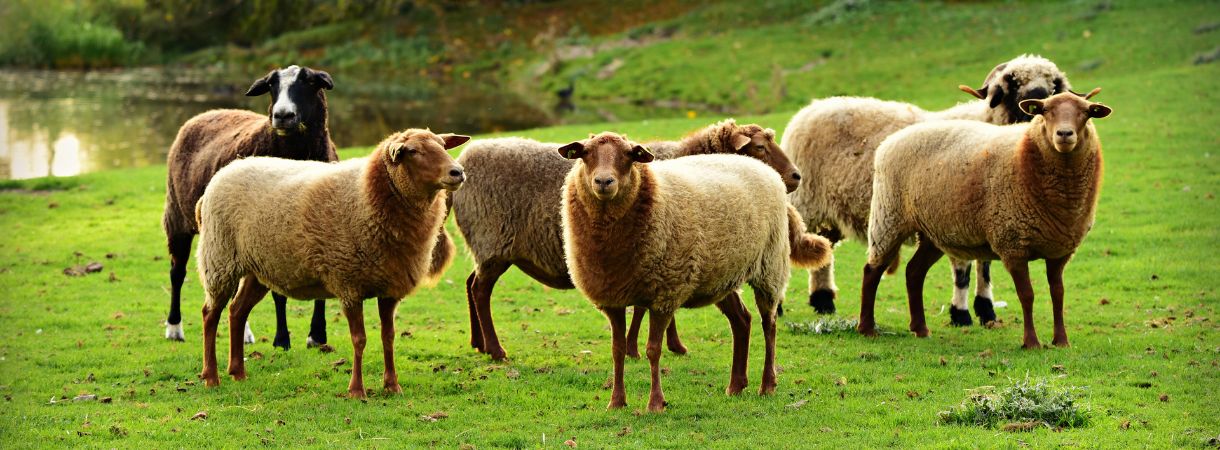 Sheep grazing in a green field by a pond.