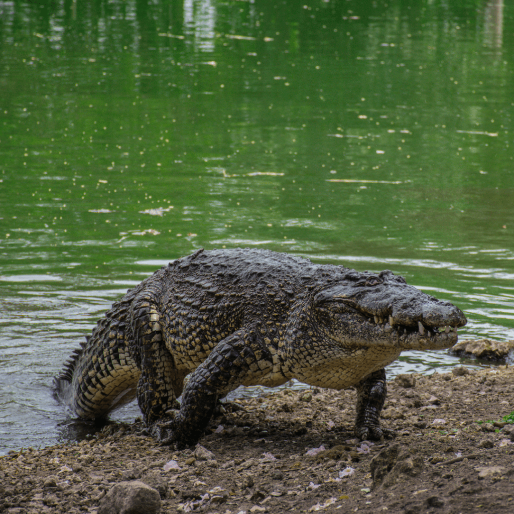 alligator dangerous to swim in lake