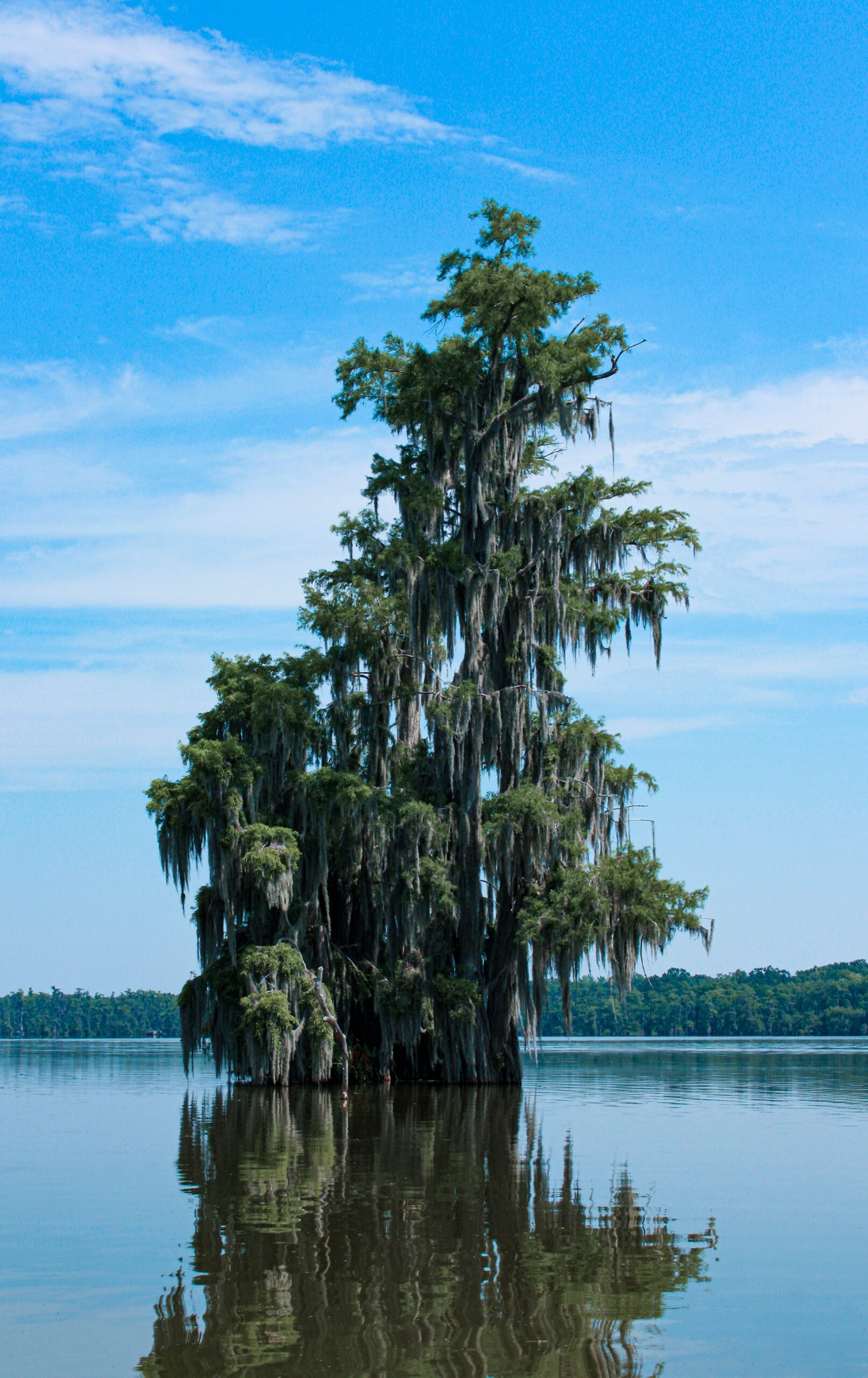 louisiana scaled