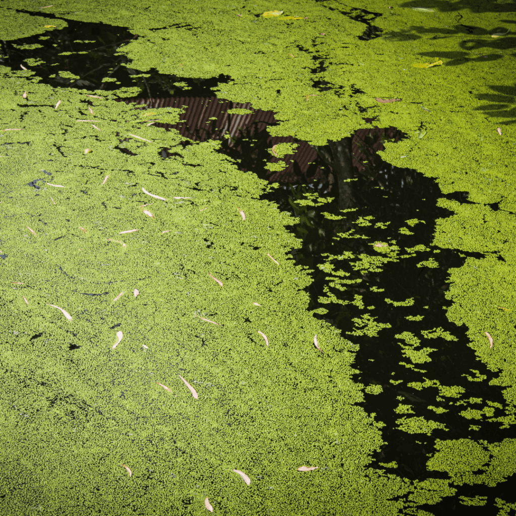 murky lake