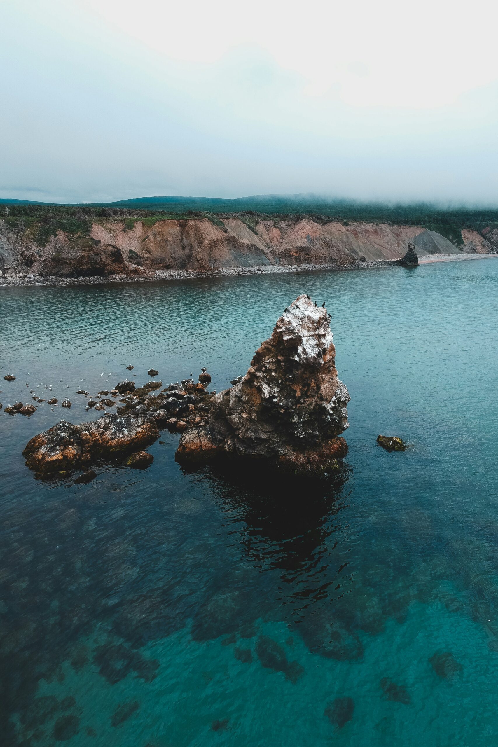 newfoundland scaled