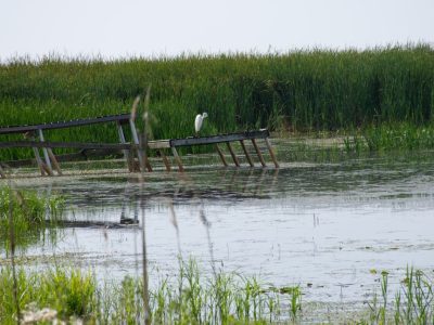 Lakeview & Wildlife in Au Gres