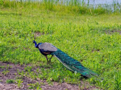 Lakeview & Wildlife in Au Gres