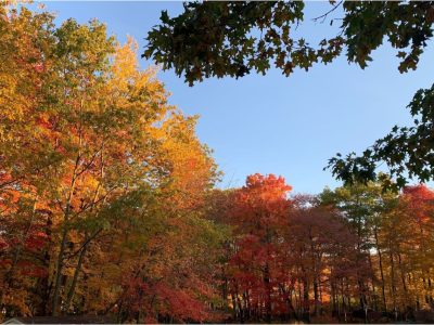 Lakeview & Wildlife in Au Gres