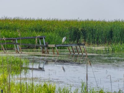 Lakeview & Wildlife in Au Gres